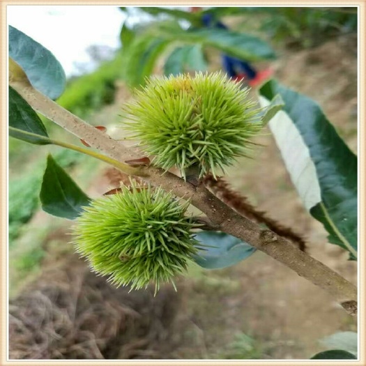 泰安良乡板栗苗 嫁接苗 0.5~1米