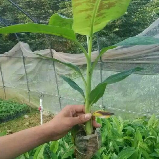 灵山县小米焦苗  金粉蕉，粉蕉苗都是营养杯苗