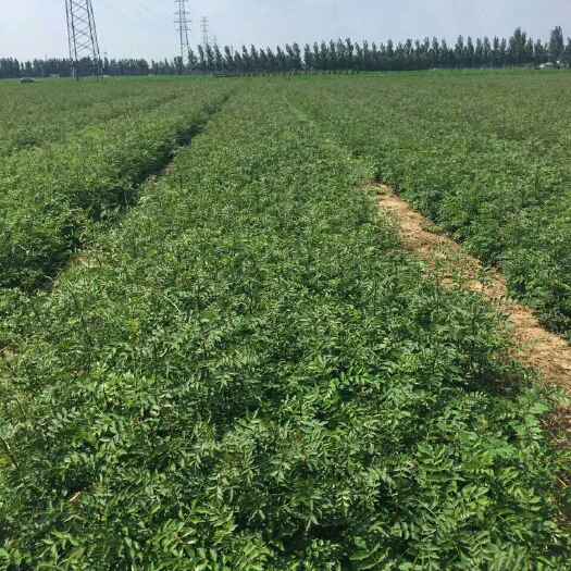泰安大红袍花椒苗