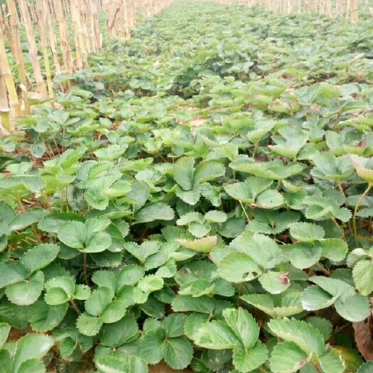 泰安红颜草莓苗 地栽苗 20~30公分 
