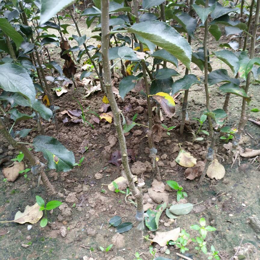 软枣猕猴桃苗  柿子砧木软枣苗黑枣苗价格君迁子树苗