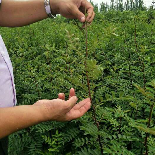 大红袍花椒苗 