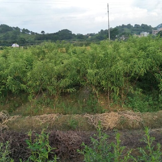 灵山县嫁接桃树苗 1~1.5米 