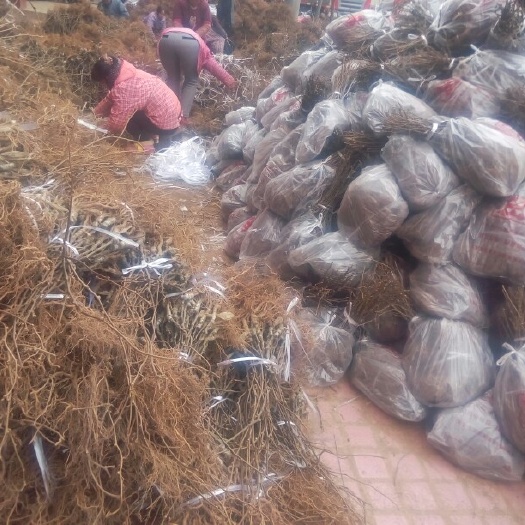 苍溪县苍溪红心猕猴桃苗 红心猕猴桃嫁接苗品种保证 基地直批量大价低