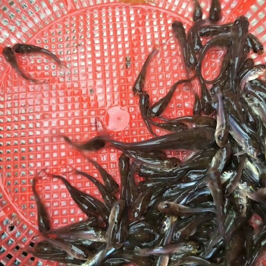 广州叉尾鮰鱼苗