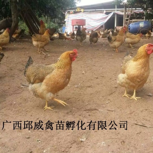 南宁土鸡苗 灵山-包打疫苗 运输包活 技术提供