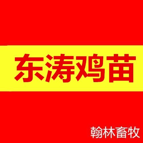 南宁东涛鸡苗 