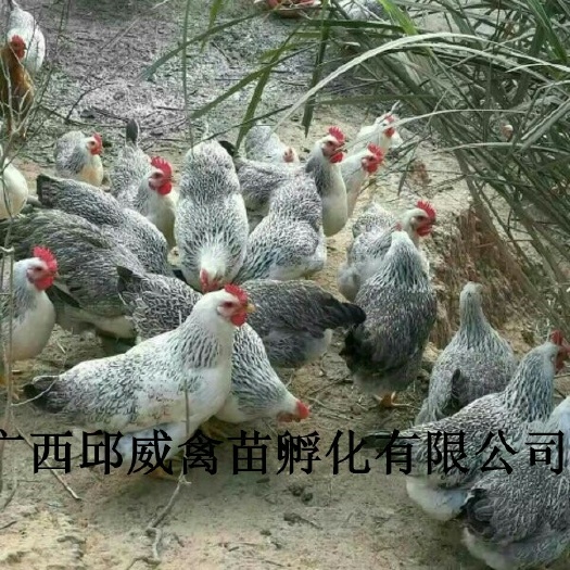 南宁彩凤鸡苗