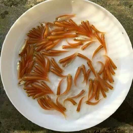 肇庆黄金鲩鱼苗 