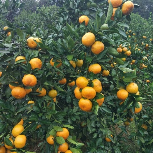 武汉 大量供应蜜桔