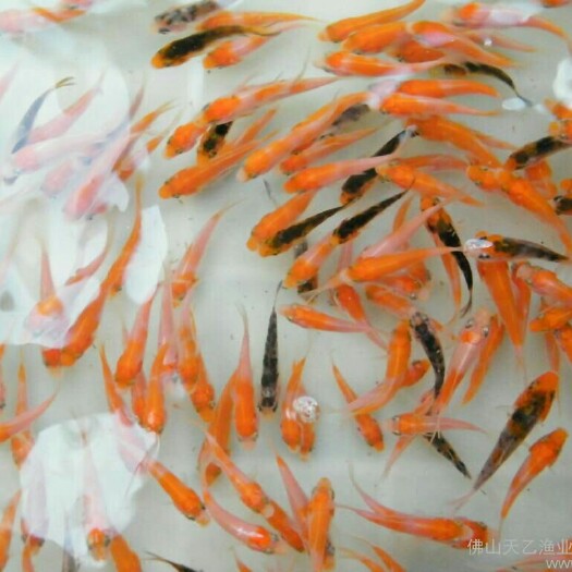 广州锦鲤鱼苗 