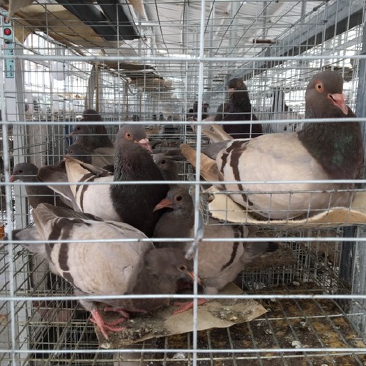 陆川县灰鸽  大量中鸽出售，体重9两以上毛色光泽够肥身