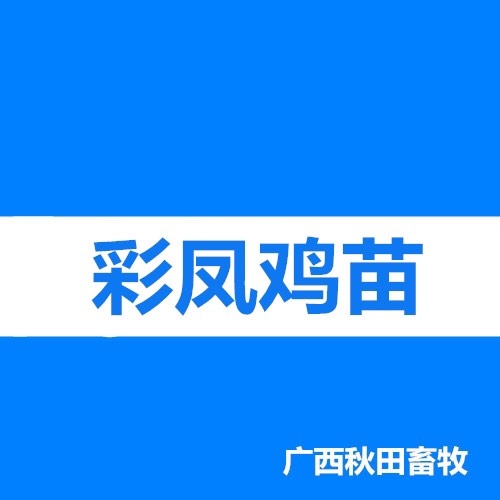 南宁彩凤鸡苗 