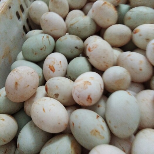 安陆市青皮鸭蛋 食用 散装