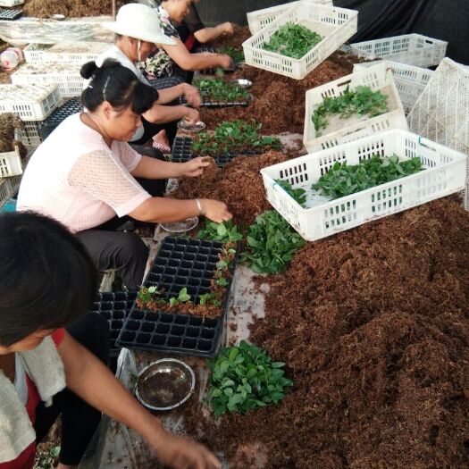 泰安蓝丰蓝莓苗 