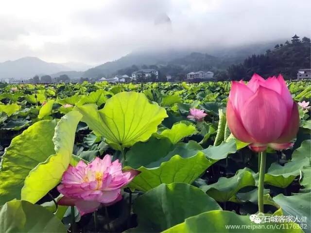 瑞金市通芯莲 特级 90%-95%