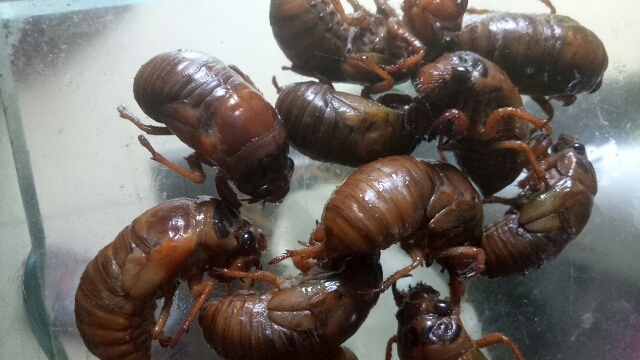 南召县金蝉