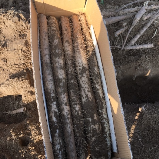 新疆白玉山药质优价廉，欢迎新老客户咨询