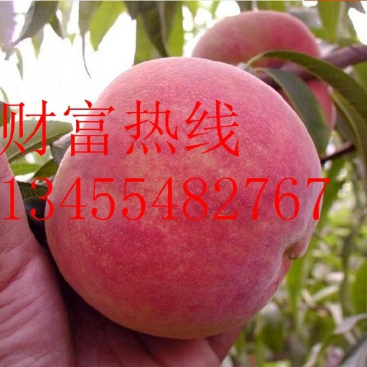 泰安冬桃树苗 1~1.5米 