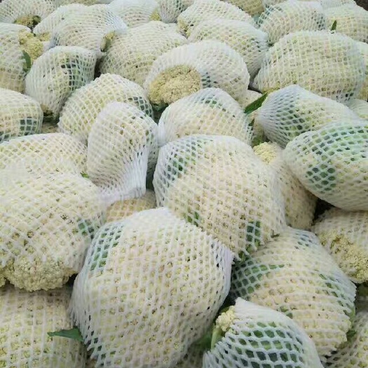 沽源县坝上蔬菜上市