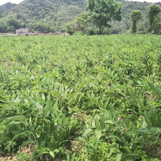 慈利县湘玉竹  玉竹、玉竹种芽