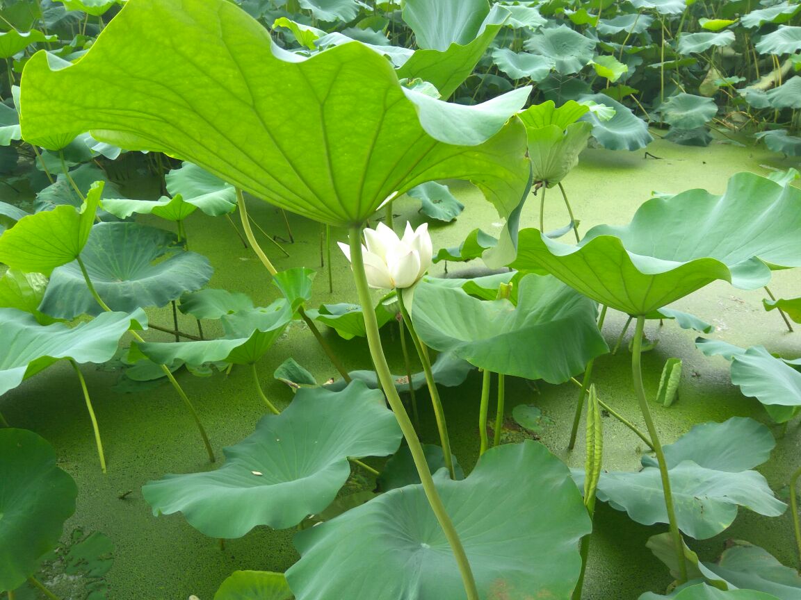 巨无霸藕种 大飘花藕种