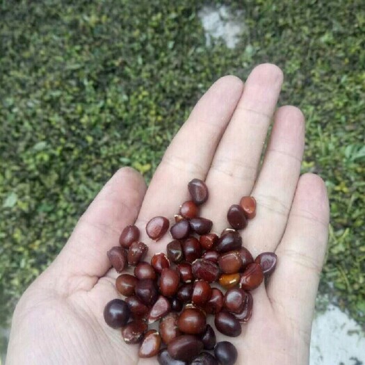 菏泽芍药种子 