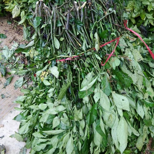 板蓝根