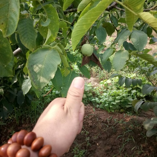 泰安8518核桃苗 高产核桃树品种苗