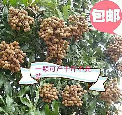 灵山县四季龙眼 嫁接苗种下两年结果