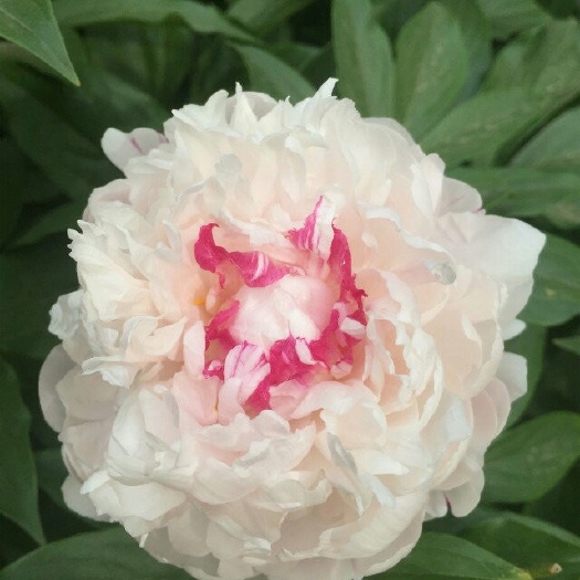 菏泽多花芍药 2~4cm 0.5~1米