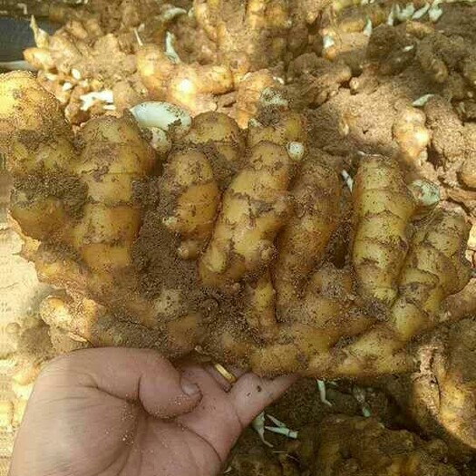 莒县小黄姜 5两以上 带土