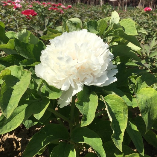 菏泽景玉 2cm以下 4cm以下 0.5米以下 