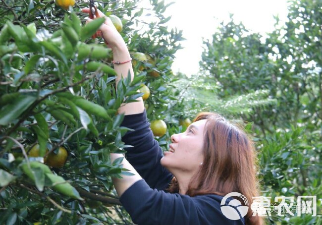 椪柑  产地直供福建永春芦柑，福建高山优质芦柑产地直销。