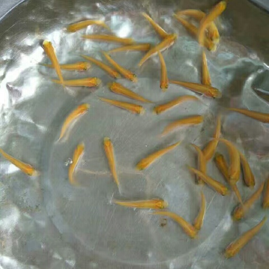佛山 俄罗斯金丝鲩/金草鱼苗十供自孵水花
全国包邮   包活