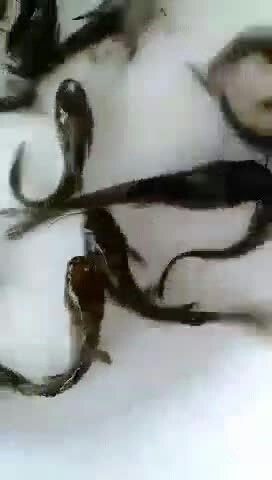 佛山叉尾鮰鱼苗