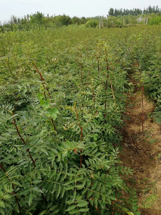 大红袍花椒苗