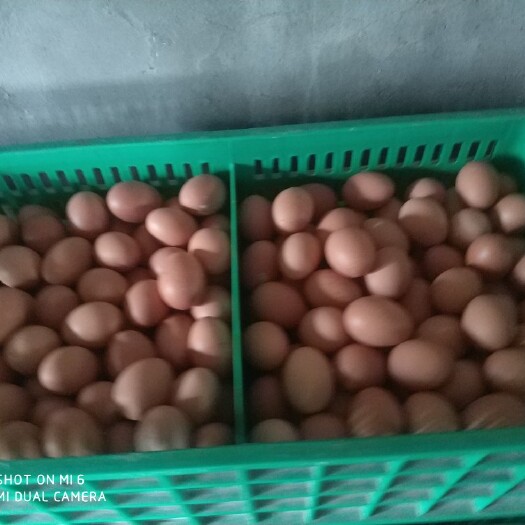 海兰褐色鸡蛋 食用 箱装