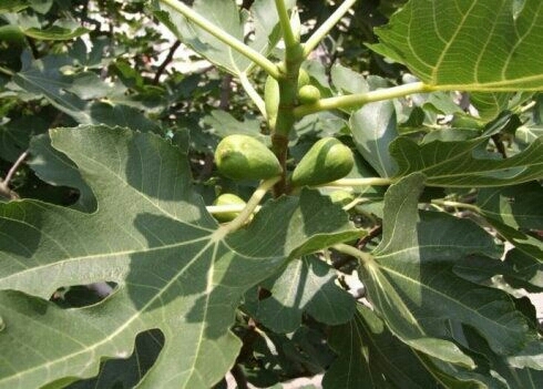  优质无花果树苗