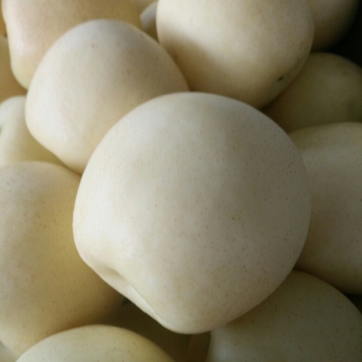 赵县皇冠梨 400-450g 90mm以上