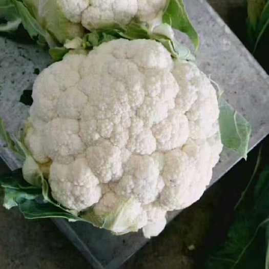 邯郸白花菜花 紧密 2~3斤