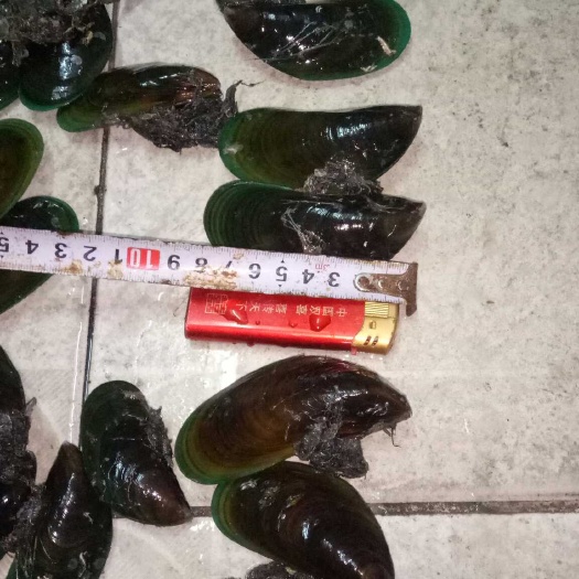 翡翠贻贝，青口贝