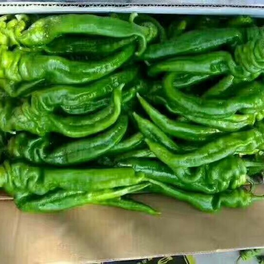 定边县螺丝椒 15~20cm 靑色 特辣