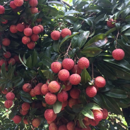 灵山县无核荔枝苗 