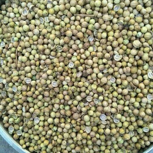 酒泉香菜籽 新鲜香菜仔即将大量下产，需要的滴滴
