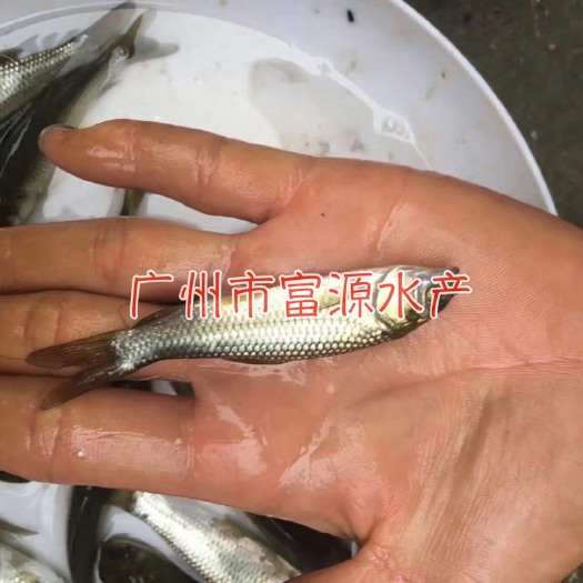 广州草鱼苗