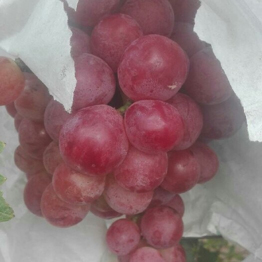大荔县 红提