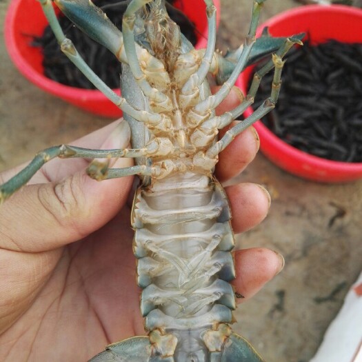 珠海澳洲龙虾  0.4斤/只以下 