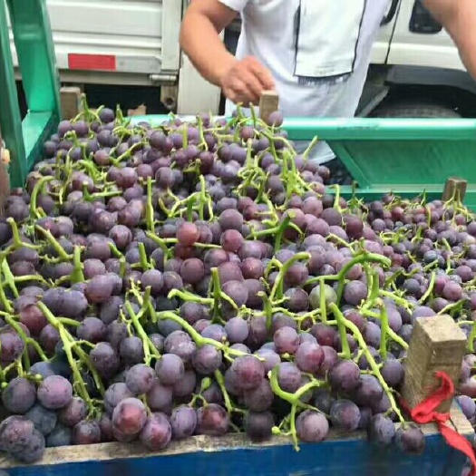邯郸巨峰葡萄 5%以下 1次果 0.8-1斤