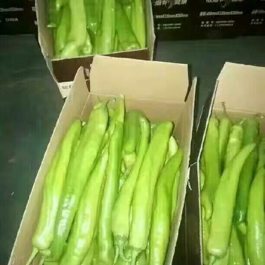 莘县黄皮辣椒  山东省聊城市莘县黄皮尖椒基地直供